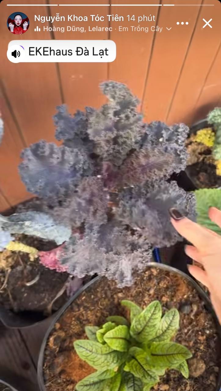 T&igrave;nh h&igrave;nh căn biệt thự của T&oacute;c Ti&ecirc;n - Touliver tại Đ&agrave; Lạt- Ảnh 1.