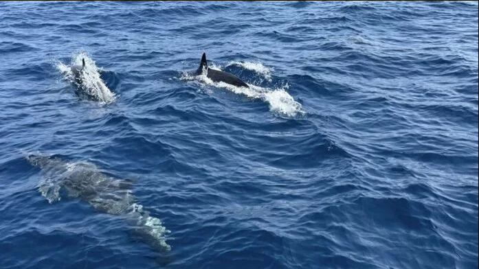 Tuần tra tưởng ảo gi&aacute;c khi thấy hơn 100 sinh vật trồi l&ecirc;n giữa biển, chuy&ecirc;n gia n&oacute;i: Hiện tượng cực hiếm- Ảnh 1.