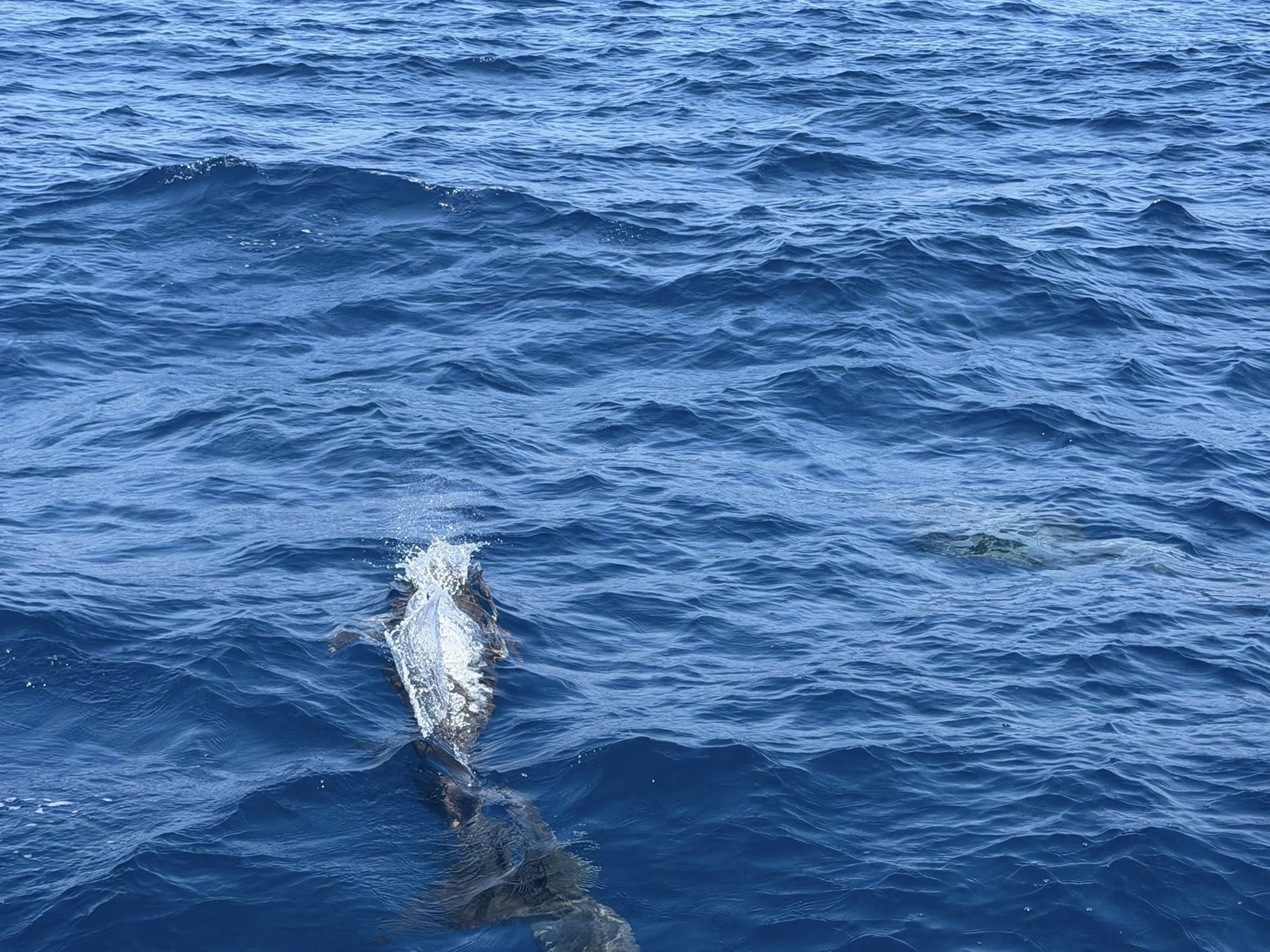 Tuần tra tưởng ảo gi&aacute;c khi thấy hơn 100 sinh vật trồi l&ecirc;n giữa biển, chuy&ecirc;n gia n&oacute;i: Hiện tượng cực hiếm- Ảnh 4.
