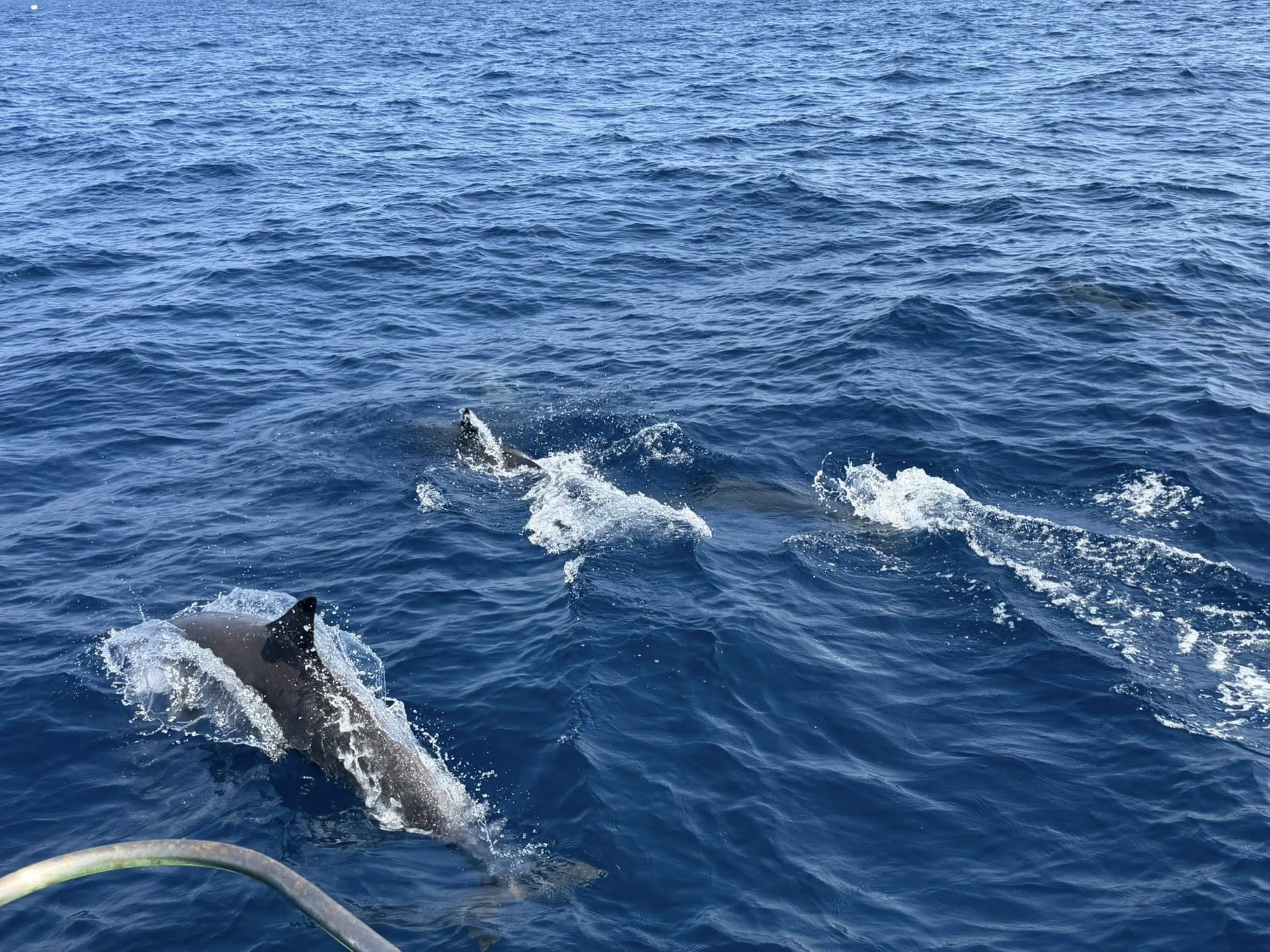 Tuần tra tưởng ảo gi&aacute;c khi thấy hơn 100 sinh vật trồi l&ecirc;n giữa biển, chuy&ecirc;n gia n&oacute;i: Hiện tượng cực hiếm- Ảnh 2.