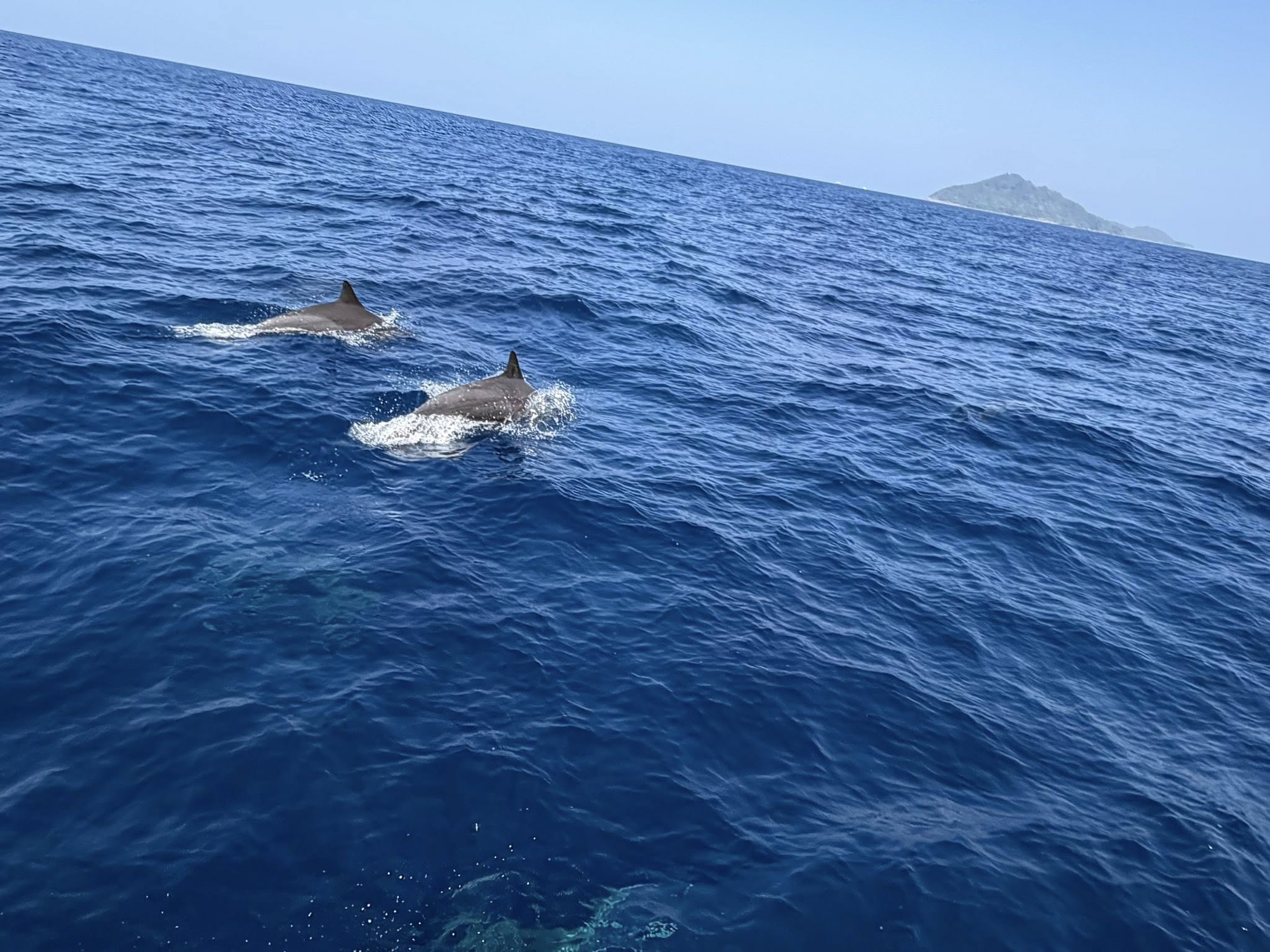 Tuần tra tưởng ảo gi&aacute;c khi thấy hơn 100 sinh vật trồi l&ecirc;n giữa biển, chuy&ecirc;n gia n&oacute;i: Hiện tượng cực hiếm- Ảnh 3.