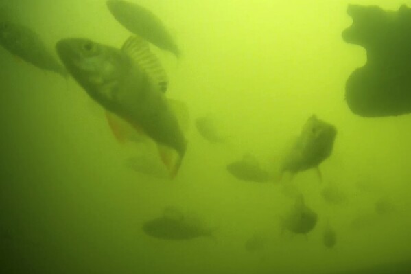 H&agrave;ng triệu người tr&ecirc;n thế giới đang h&aacute;o hức theo d&otilde;i đ&agrave;n c&aacute; bơi qua bơi lại ở H&agrave; Lan: L&yacute; do rất th&uacute; vị v&agrave; quan trọng- Ảnh 1.