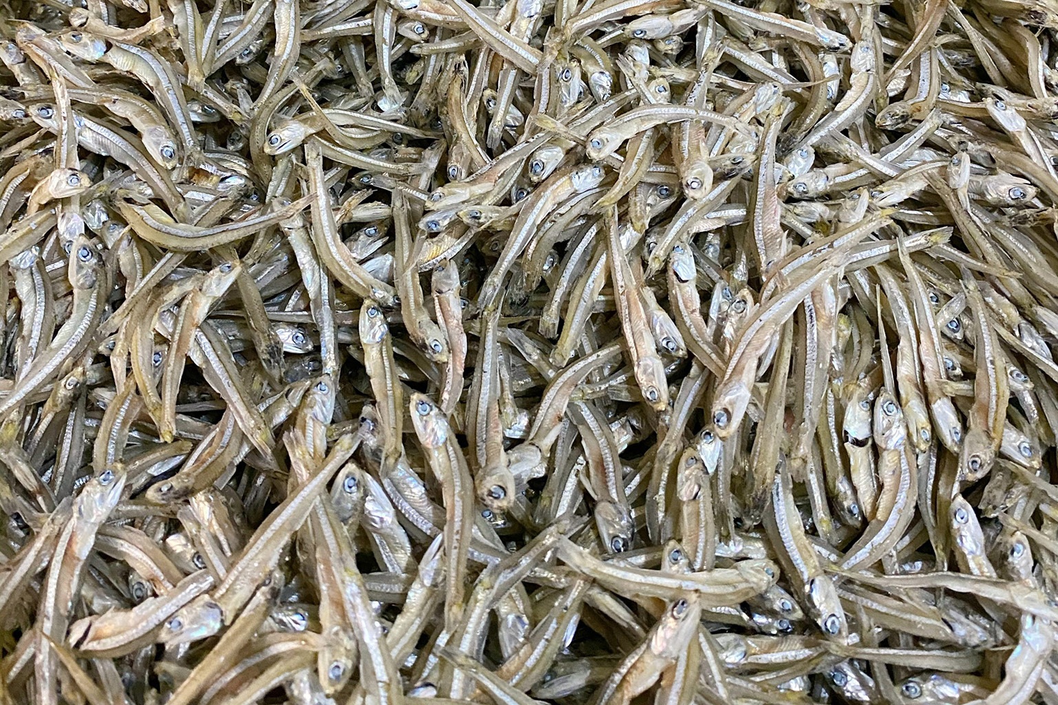 10 loại c&aacute; b&igrave;nh d&acirc;n nhưng bổ ngang c&aacute; hồi, ra chợ l&agrave; mua được- Ảnh 1.