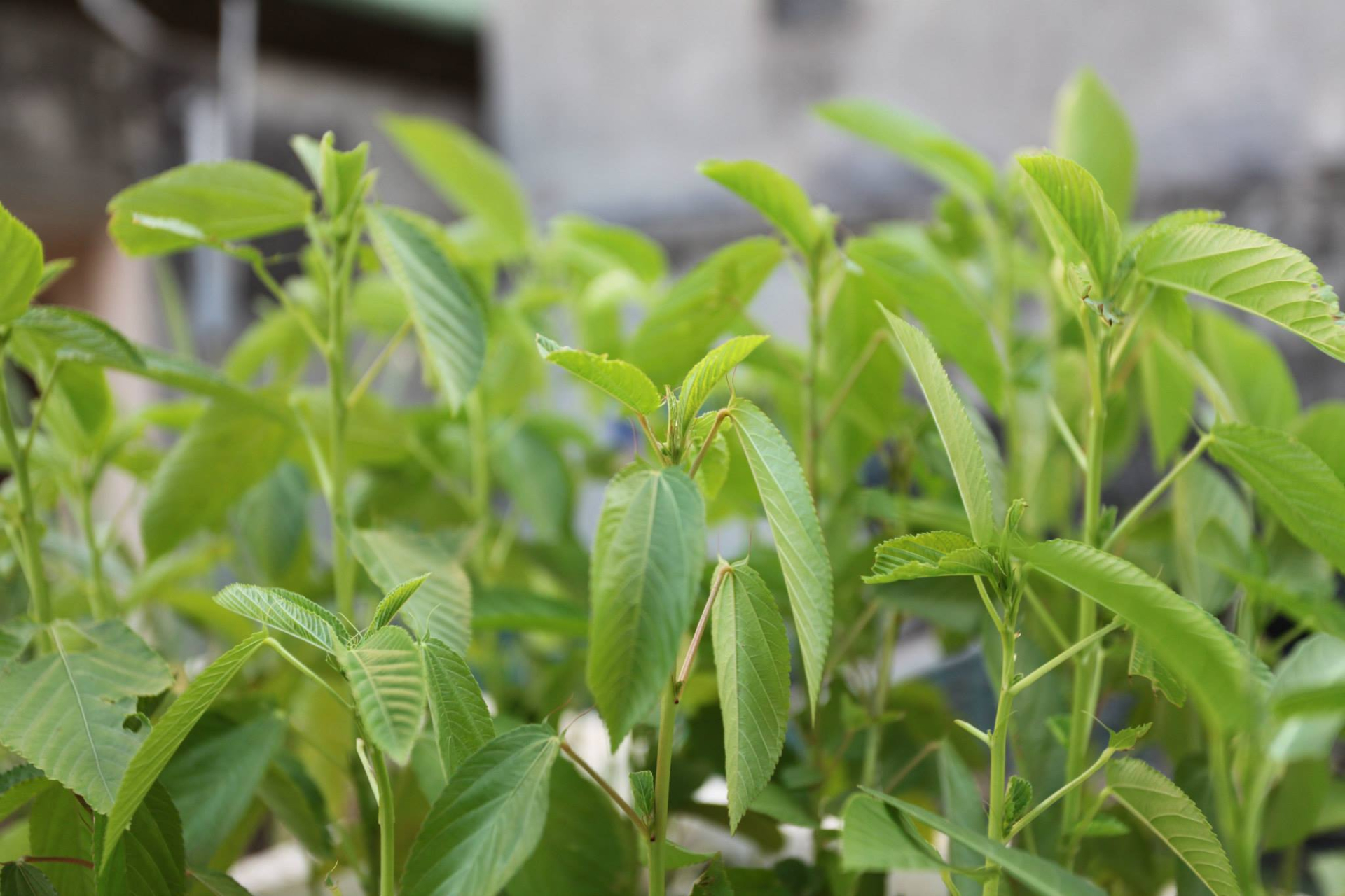 Loại rau được người Nhật coi như "nh&acirc;n s&acirc;m xanh", cực nhiều c&ocirc;ng dụng tuyệt vời: Mọc đầy Việt Nam nhưng kh&ocirc;ng &iacute;t người bỏ ph&iacute;- Ảnh 1.