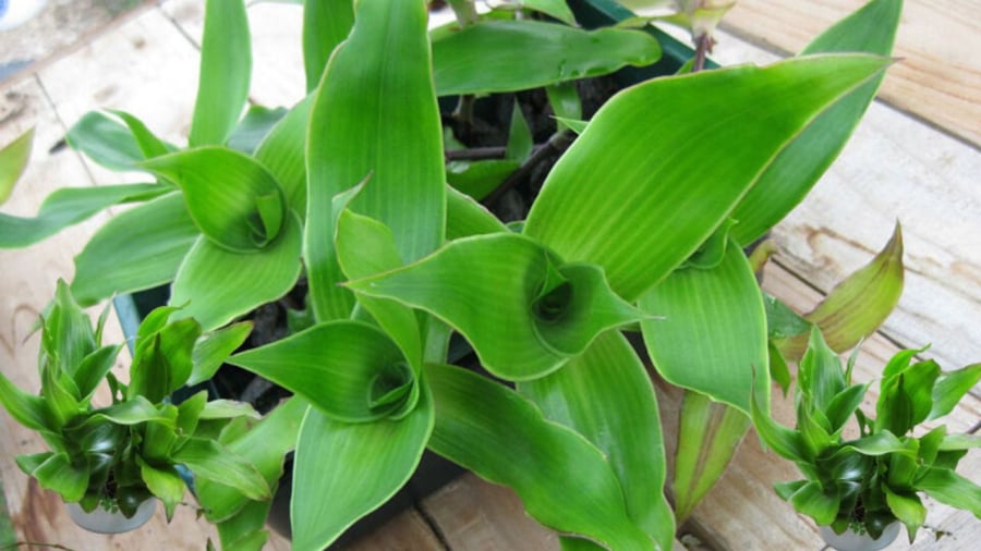 3 loại c&acirc;y đặc biệt ph&ugrave; hợp với tuổi 40 trở l&ecirc;n: Biết trồng th&igrave; thể chất v&agrave; tinh thần đều đi l&ecirc;n- Ảnh 3.