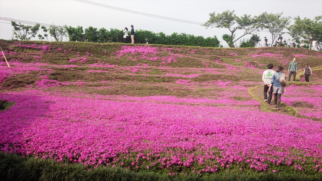 Cụ &ocirc;ng chăn b&ograve; r&ograve;ng r&atilde; 2 năm trời trồng c&aacute;nh đồng hoa để d&agrave;nh tặng người vợ m&ugrave;- Ảnh 5.