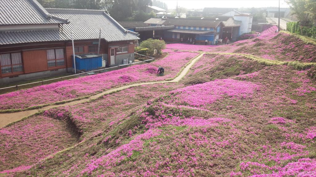 Cụ &ocirc;ng chăn b&ograve; r&ograve;ng r&atilde; 2 năm trời trồng c&aacute;nh đồng hoa để d&agrave;nh tặng người vợ m&ugrave;- Ảnh 4.