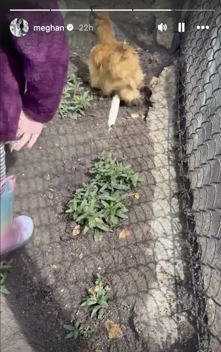 Cuộc sống "bỏ phố về qu&ecirc;" của Meghan Markle: Chồng gọi l&agrave; "em y&ecirc;u", khen ngợi t&agrave;i cắm hoa kh&ocirc;ng dứt, hiếm hoi khoe g&oacute;c nghi&ecirc;ng của c&ocirc;ng ch&uacute;a nhỏ Lilibet- Ảnh 6.