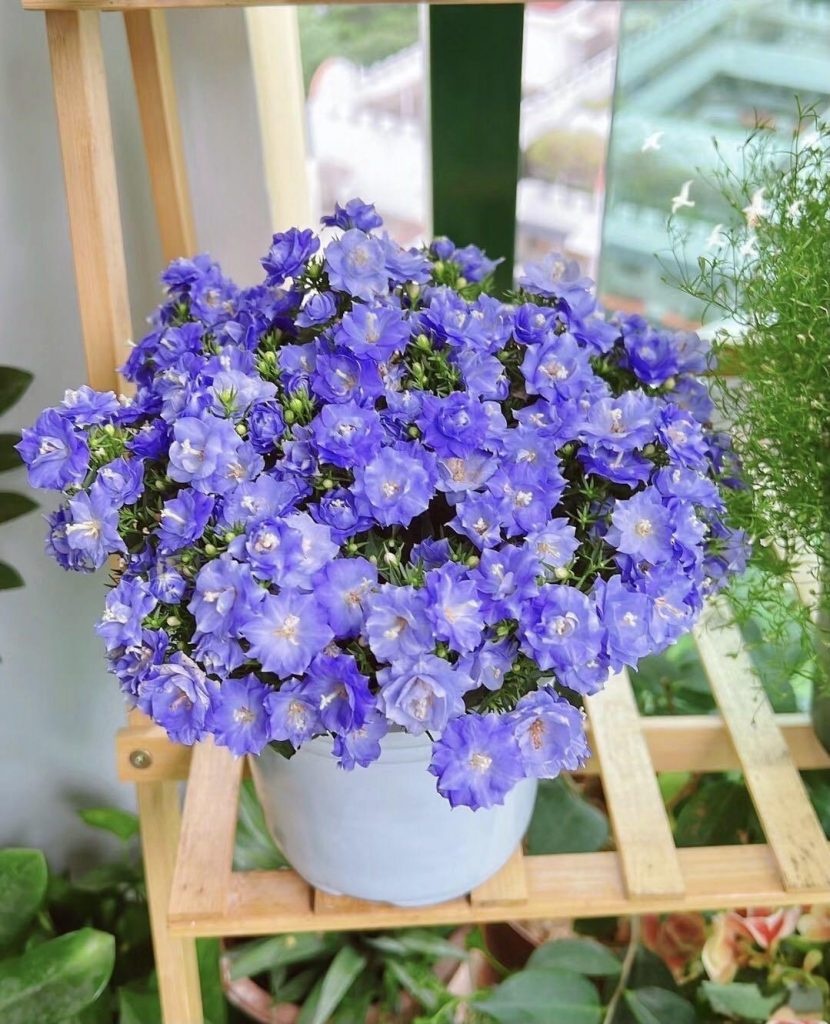 5 lo&agrave;i hoa nở 200 ng&agrave;y mỗi năm, kh&ocirc;ng biết mệt l&agrave; g&igrave;: Đẹp hơn hoa hồng, thơm hơn mộc hương, chăm cực dễ- Ảnh 8.