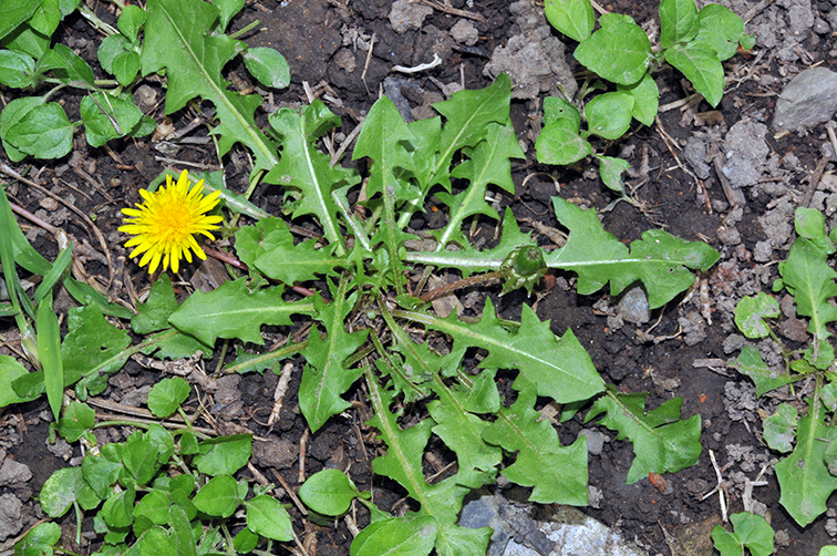 3 loại rau dại ven đường gi&uacute;p 