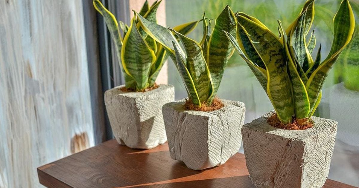 3 loại c&acirc;y đặc biệt ph&ugrave; hợp với tuổi 40 trở l&ecirc;n: Biết trồng th&igrave; thể chất v&agrave; tinh thần đều đi l&ecirc;n- Ảnh 1.