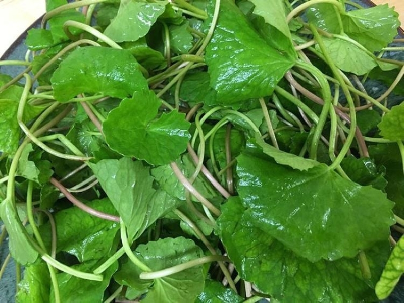 Nước rau m&aacute; c&oacute; t&aacute;c dụng g&igrave;?- Ảnh 4.