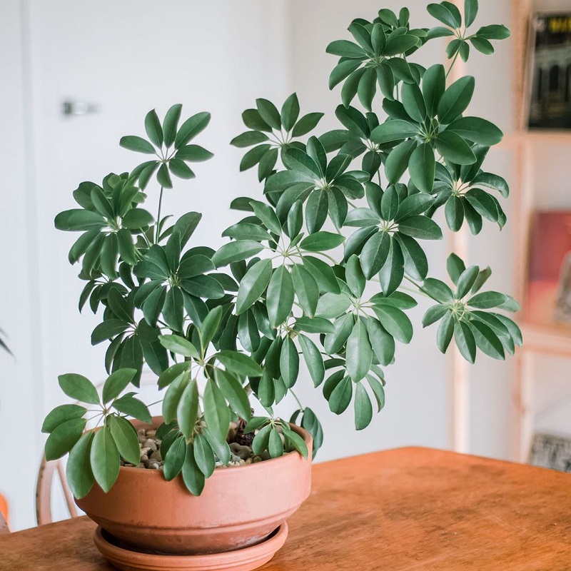 3 loại c&acirc;y đặc biệt ph&ugrave; hợp với tuổi 40 trở l&ecirc;n: Biết trồng th&igrave; thể chất v&agrave; tinh thần đều đi l&ecirc;n- Ảnh 2.