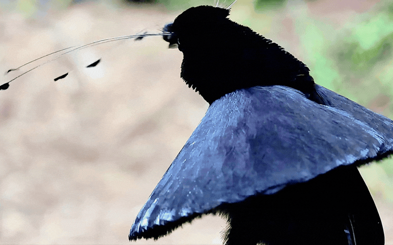 Hội anh em v&agrave;o m&agrave; học hỏi: Ch&uacute; chim "mặc v&aacute;y" dọn sạch s&acirc;n khấu cầu h&ocirc;n, m&uacute;a ballet điệu nghệ chỉ để cưa đổ crush- Ảnh 2.