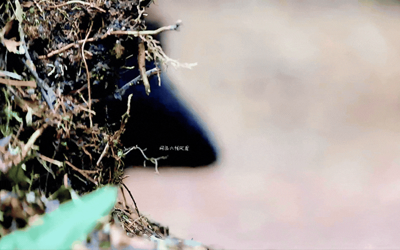 Hội anh em v&agrave;o m&agrave; học hỏi: Ch&uacute; chim "mặc v&aacute;y" dọn sạch s&acirc;n khấu cầu h&ocirc;n, m&uacute;a ballet điệu nghệ chỉ để cưa đổ crush- Ảnh 1.