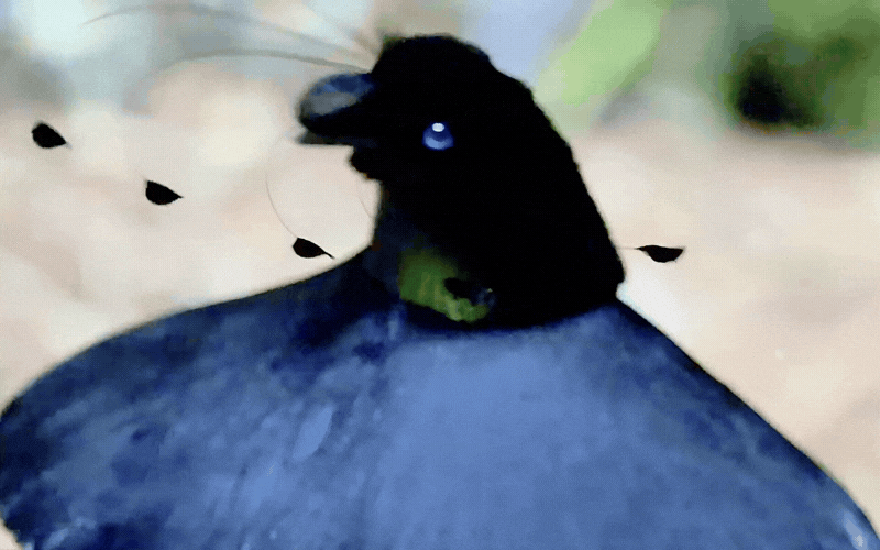 Hội anh em v&agrave;o m&agrave; học hỏi: Ch&uacute; chim "mặc v&aacute;y" dọn sạch s&acirc;n khấu cầu h&ocirc;n, m&uacute;a ballet điệu nghệ chỉ để cưa đổ crush- Ảnh 3.