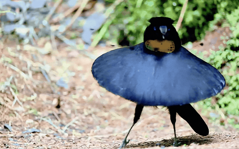 Hội anh em v&agrave;o m&agrave; học hỏi: Ch&uacute; chim "mặc v&aacute;y" dọn sạch s&acirc;n khấu cầu h&ocirc;n, m&uacute;a ballet điệu nghệ chỉ để cưa đổ crush- Ảnh 4.