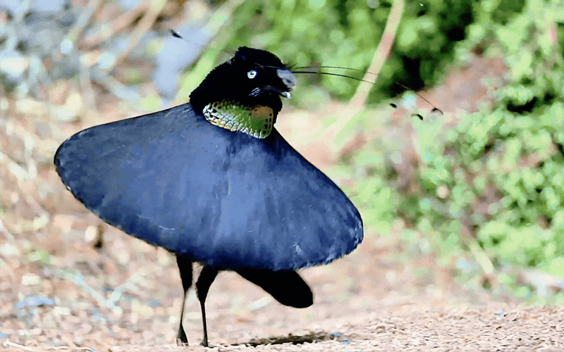 Hội anh em v&agrave;o m&agrave; học hỏi: Ch&uacute; chim "mặc v&aacute;y" dọn sạch s&acirc;n khấu cầu h&ocirc;n, m&uacute;a ballet điệu nghệ chỉ để cưa đổ crush- Ảnh 6.