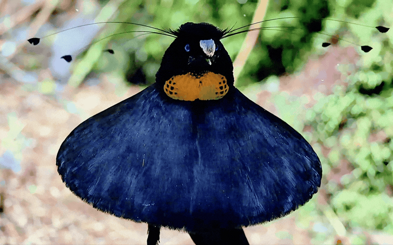 Hội anh em v&agrave;o m&agrave; học hỏi: Ch&uacute; chim "mặc v&aacute;y" dọn sạch s&acirc;n khấu cầu h&ocirc;n, m&uacute;a ballet điệu nghệ chỉ để cưa đổ crush- Ảnh 5.