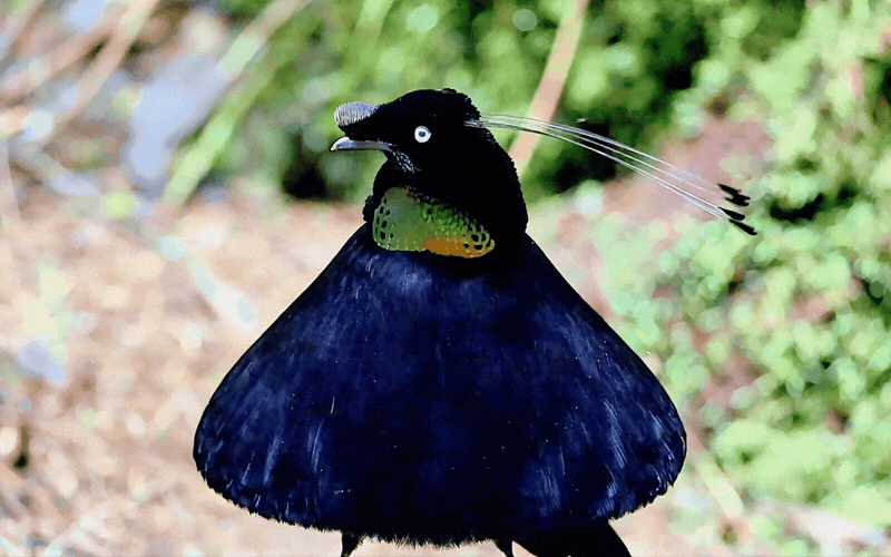 Hội anh em v&agrave;o m&agrave; học hỏi: Ch&uacute; chim "mặc v&aacute;y" dọn sạch s&acirc;n khấu cầu h&ocirc;n, m&uacute;a ballet điệu nghệ chỉ để cưa đổ crush- Ảnh 7.