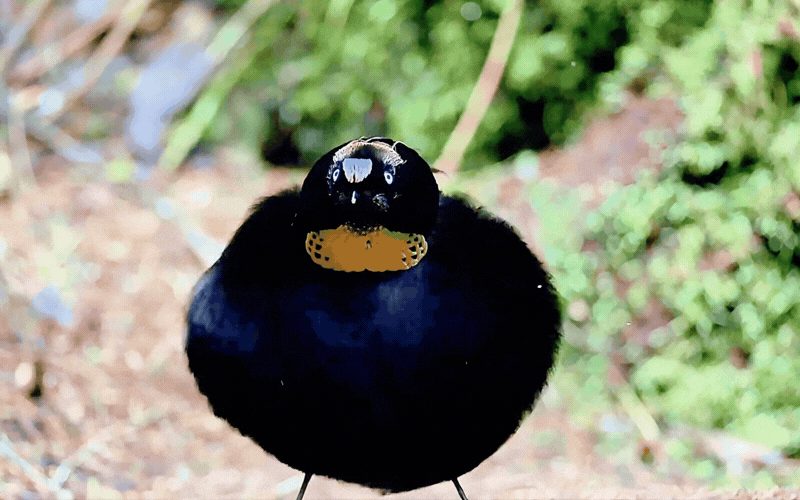 Hội anh em v&agrave;o m&agrave; học hỏi: Ch&uacute; chim "mặc v&aacute;y" dọn sạch s&acirc;n khấu cầu h&ocirc;n, m&uacute;a ballet điệu nghệ chỉ để cưa đổ crush- Ảnh 8.