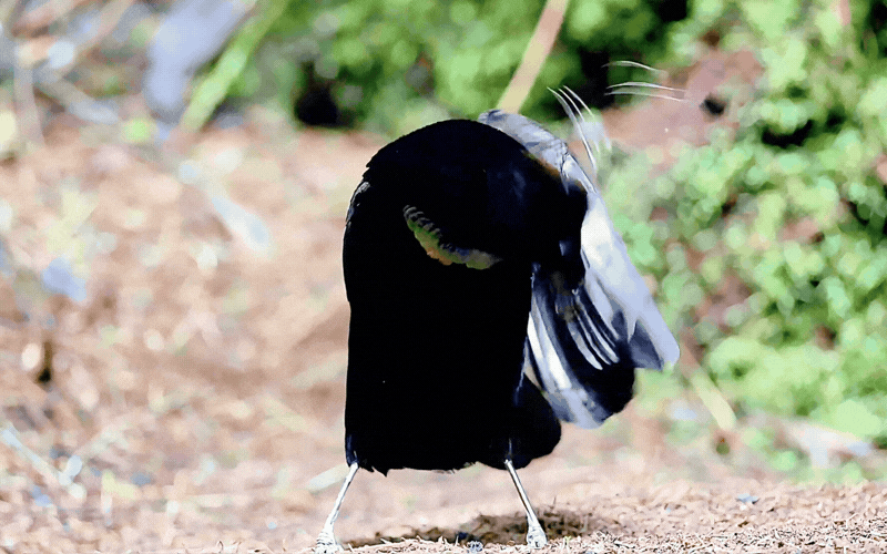 Hội anh em v&agrave;o m&agrave; học hỏi: Ch&uacute; chim "mặc v&aacute;y" dọn sạch s&acirc;n khấu cầu h&ocirc;n, m&uacute;a ballet điệu nghệ chỉ để cưa đổ crush- Ảnh 9.