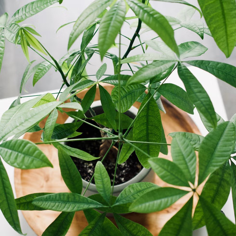 Lo&agrave;i c&acirc;y trồng ph&ograve;ng kh&aacute;ch xanh mướt quanh năm, hễ nở hoa c&ograve;n l&agrave; "điềm l&agrave;nh hiếm gặp", t&agrave;i lộc đỉnh cao- Ảnh 1.