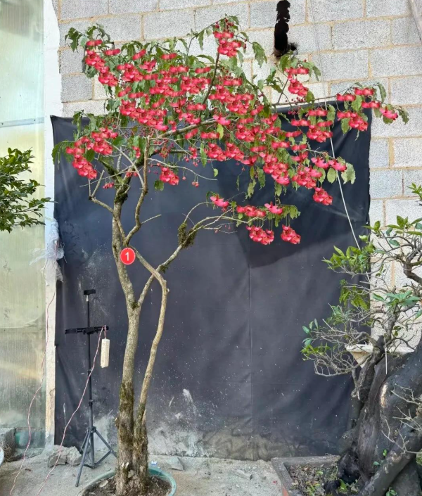 4 c&acirc;y trồng trước cửa "h&uacute;t t&agrave;i lộc" mạnh hơn cả kim tiền, nh&agrave; gi&agrave;u Trung Quốc &acirc;m thầm trồng từ l&acirc;u- Ảnh 4.