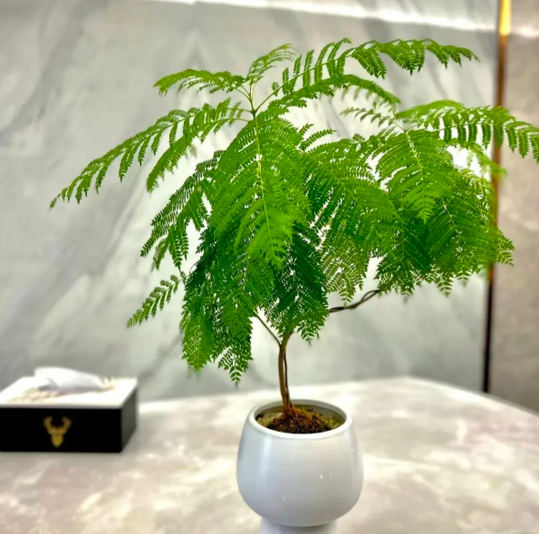 4 c&acirc;y trồng trước cửa "h&uacute;t t&agrave;i lộc" mạnh hơn cả kim tiền, nh&agrave; gi&agrave;u Trung Quốc &acirc;m thầm trồng từ l&acirc;u- Ảnh 7.