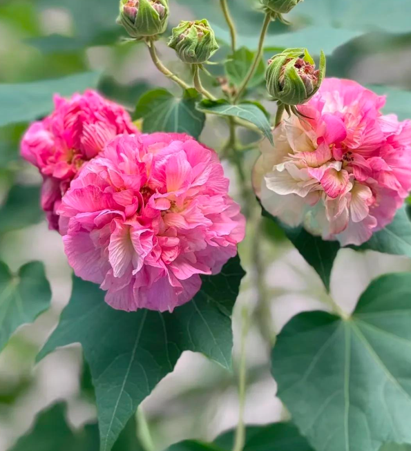 4 c&acirc;y trồng trước cửa "h&uacute;t t&agrave;i lộc" mạnh hơn cả kim tiền, nh&agrave; gi&agrave;u Trung Quốc &acirc;m thầm trồng từ l&acirc;u- Ảnh 9.