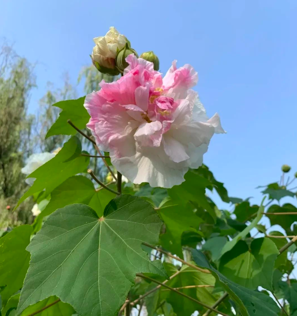 4 c&acirc;y trồng trước cửa "h&uacute;t t&agrave;i lộc" mạnh hơn cả kim tiền, nh&agrave; gi&agrave;u Trung Quốc &acirc;m thầm trồng từ l&acirc;u- Ảnh 10.