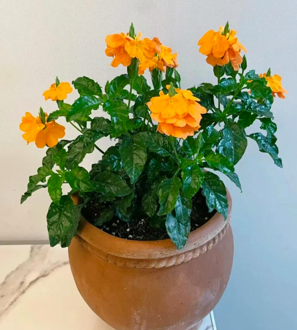 5 lo&agrave;i hoa nở 200 ng&agrave;y mỗi năm, kh&ocirc;ng biết mệt l&agrave; g&igrave;: Đẹp hơn hoa hồng, thơm hơn mộc hương, chăm cực dễ- Ảnh 1.