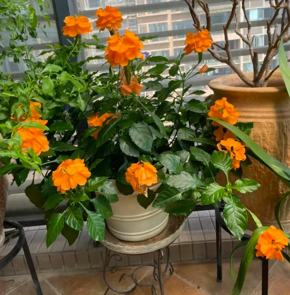 5 lo&agrave;i hoa nở 200 ng&agrave;y mỗi năm, kh&ocirc;ng biết mệt l&agrave; g&igrave;: Đẹp hơn hoa hồng, thơm hơn mộc hương, chăm cực dễ- Ảnh 2.