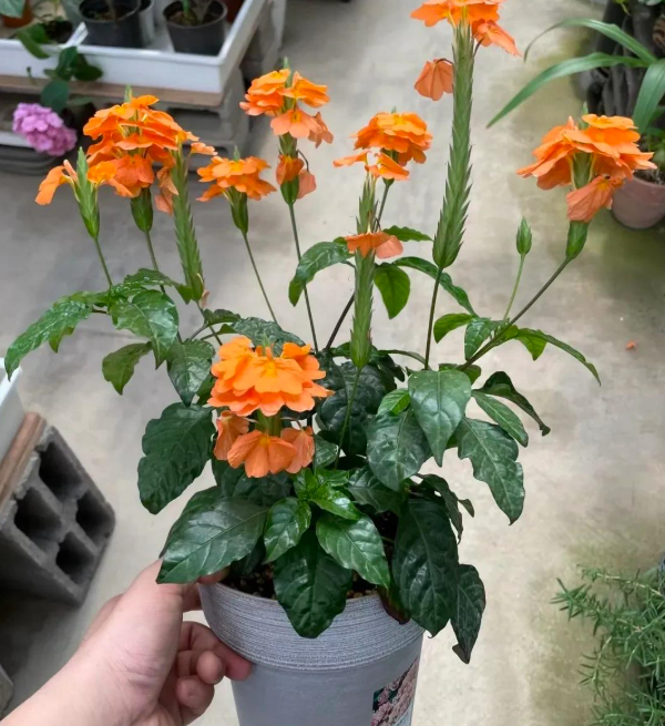 5 lo&agrave;i hoa nở 200 ng&agrave;y mỗi năm, kh&ocirc;ng biết mệt l&agrave; g&igrave;: Đẹp hơn hoa hồng, thơm hơn mộc hương, chăm cực dễ- Ảnh 3.