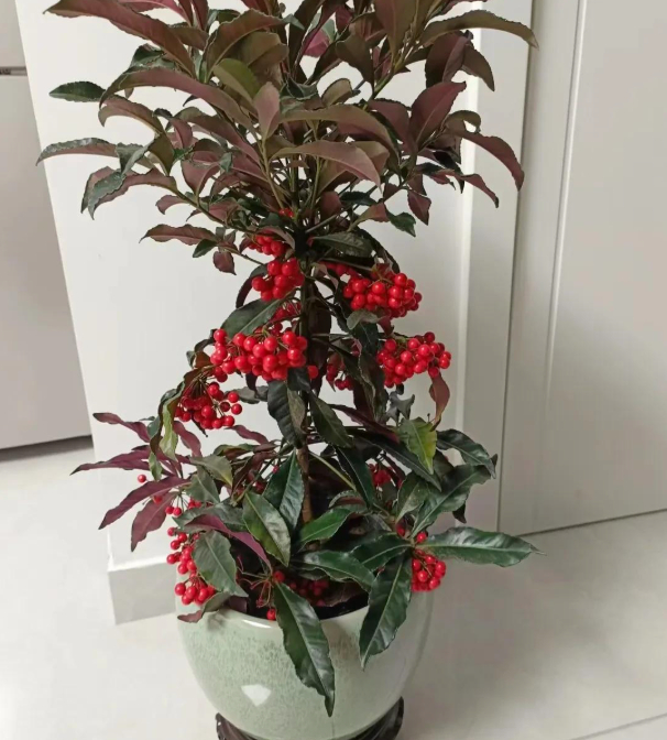 5 lo&agrave;i hoa nở 200 ng&agrave;y mỗi năm, kh&ocirc;ng biết mệt l&agrave; g&igrave;: Đẹp hơn hoa hồng, thơm hơn mộc hương, chăm cực dễ- Ảnh 6.