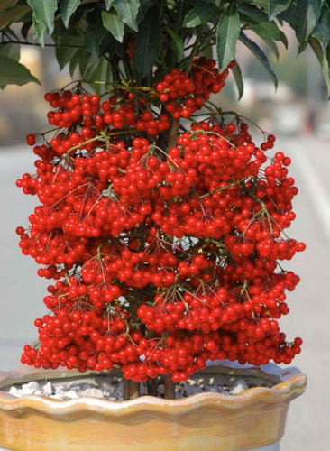 5 lo&agrave;i hoa nở 200 ng&agrave;y mỗi năm, kh&ocirc;ng biết mệt l&agrave; g&igrave;: Đẹp hơn hoa hồng, thơm hơn mộc hương, chăm cực dễ- Ảnh 4.