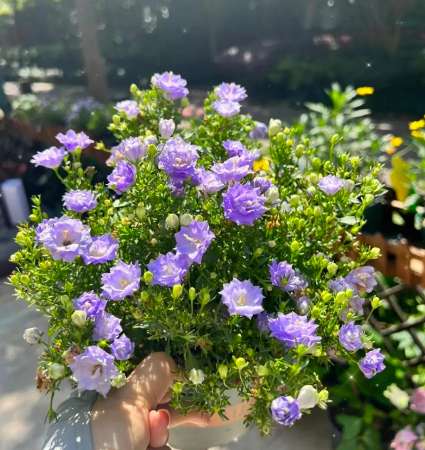 5 lo&agrave;i hoa nở 200 ng&agrave;y mỗi năm, kh&ocirc;ng biết mệt l&agrave; g&igrave;: Đẹp hơn hoa hồng, thơm hơn mộc hương, chăm cực dễ- Ảnh 7.