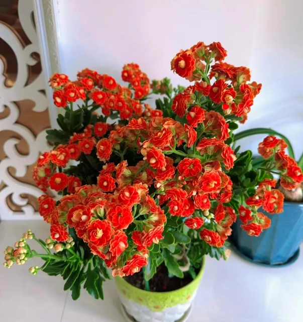 5 lo&agrave;i hoa nở 200 ng&agrave;y mỗi năm, kh&ocirc;ng biết mệt l&agrave; g&igrave;: Đẹp hơn hoa hồng, thơm hơn mộc hương, chăm cực dễ- Ảnh 10.