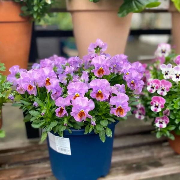 5 lo&agrave;i hoa nở 200 ng&agrave;y mỗi năm, kh&ocirc;ng biết mệt l&agrave; g&igrave;: Đẹp hơn hoa hồng, thơm hơn mộc hương, chăm cực dễ- Ảnh 15.