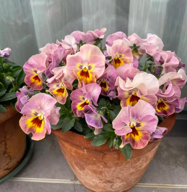 5 lo&agrave;i hoa nở 200 ng&agrave;y mỗi năm, kh&ocirc;ng biết mệt l&agrave; g&igrave;: Đẹp hơn hoa hồng, thơm hơn mộc hương, chăm cực dễ- Ảnh 13.