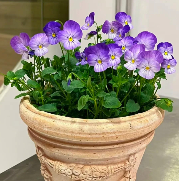 5 lo&agrave;i hoa nở 200 ng&agrave;y mỗi năm, kh&ocirc;ng biết mệt l&agrave; g&igrave;: Đẹp hơn hoa hồng, thơm hơn mộc hương, chăm cực dễ- Ảnh 14.