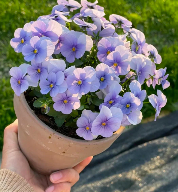 5 lo&agrave;i hoa nở 200 ng&agrave;y mỗi năm, kh&ocirc;ng biết mệt l&agrave; g&igrave;: Đẹp hơn hoa hồng, thơm hơn mộc hương, chăm cực dễ- Ảnh 12.