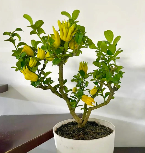 5 lo&agrave;i c&acirc;y "ti&ecirc;n thảo": Vừa l&agrave;m cảnh vừa l&agrave; vị thuốc Đ&ocirc;ng Y, trồng c&agrave;ng l&acirc;u c&agrave;ng qu&yacute; như v&agrave;ng r&ograve;ng- Ảnh 4.