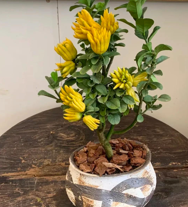 5 lo&agrave;i c&acirc;y "ti&ecirc;n thảo": Vừa l&agrave;m cảnh vừa l&agrave; vị thuốc Đ&ocirc;ng Y, trồng c&agrave;ng l&acirc;u c&agrave;ng qu&yacute; như v&agrave;ng r&ograve;ng- Ảnh 3.