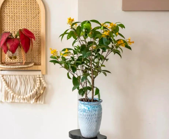 5 lo&agrave;i c&acirc;y "ti&ecirc;n thảo": Vừa l&agrave;m cảnh vừa l&agrave; vị thuốc Đ&ocirc;ng Y, trồng c&agrave;ng l&acirc;u c&agrave;ng qu&yacute; như v&agrave;ng r&ograve;ng- Ảnh 5.