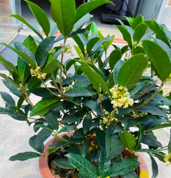 5 lo&agrave;i c&acirc;y "ti&ecirc;n thảo": Vừa l&agrave;m cảnh vừa l&agrave; vị thuốc Đ&ocirc;ng Y, trồng c&agrave;ng l&acirc;u c&agrave;ng qu&yacute; như v&agrave;ng r&ograve;ng- Ảnh 6.