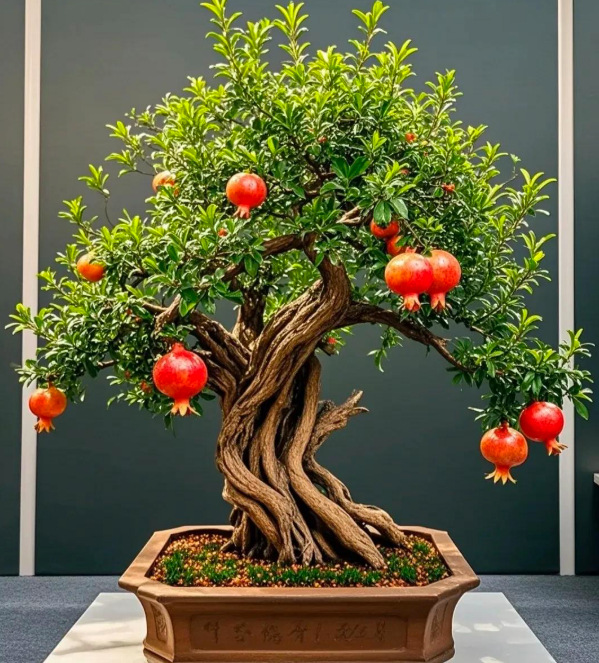 5 lo&agrave;i c&acirc;y "ti&ecirc;n thảo": Vừa l&agrave;m cảnh vừa l&agrave; vị thuốc Đ&ocirc;ng Y, trồng c&agrave;ng l&acirc;u c&agrave;ng qu&yacute; như v&agrave;ng r&ograve;ng- Ảnh 8.