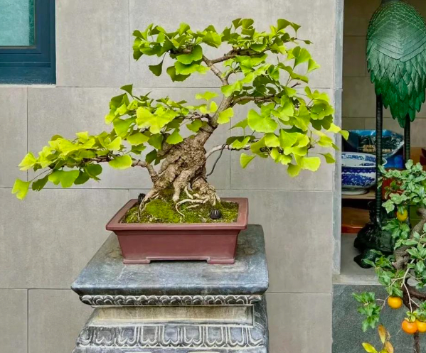 5 lo&agrave;i c&acirc;y "ti&ecirc;n thảo": Vừa l&agrave;m cảnh vừa l&agrave; vị thuốc Đ&ocirc;ng Y, trồng c&agrave;ng l&acirc;u c&agrave;ng qu&yacute; như v&agrave;ng r&ograve;ng- Ảnh 10.