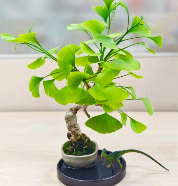 5 lo&agrave;i c&acirc;y "ti&ecirc;n thảo": Vừa l&agrave;m cảnh vừa l&agrave; vị thuốc Đ&ocirc;ng Y, trồng c&agrave;ng l&acirc;u c&agrave;ng qu&yacute; như v&agrave;ng r&ograve;ng- Ảnh 11.