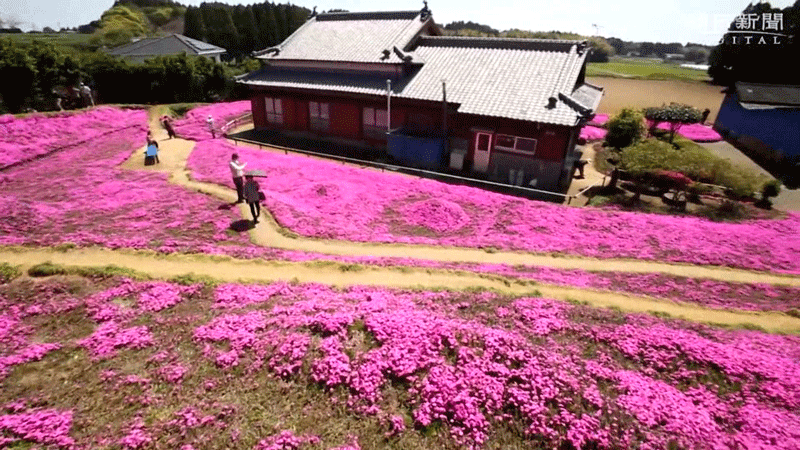 Cụ &ocirc;ng chăn b&ograve; r&ograve;ng r&atilde; 2 năm trời trồng c&aacute;nh đồng hoa để d&agrave;nh tặng người vợ m&ugrave;- Ảnh 3.